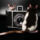 rats on camera