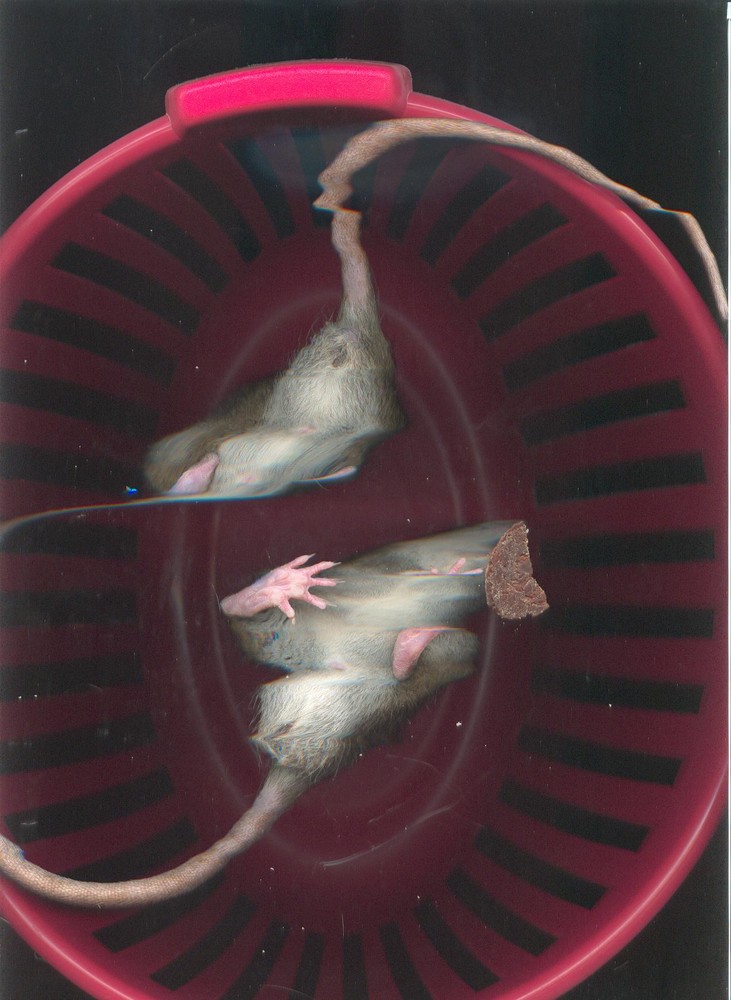 Rats on Scanner