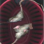 Rats on Scanner