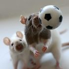 Rats - Ronaldo und Messi -