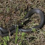 Ratsnake