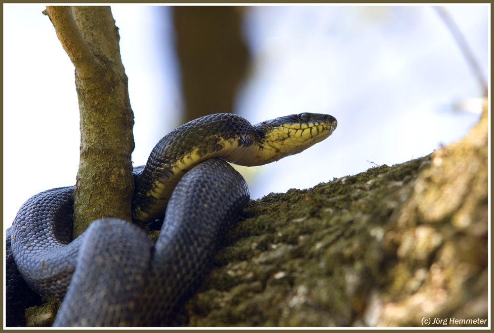 Ratsnake