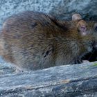 Ratte 2