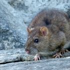 Ratte 3