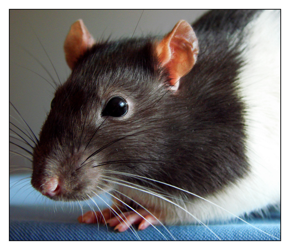 Ratte Foto Bild Tiere Haustiere Nagetiere Kaninchen Bilder