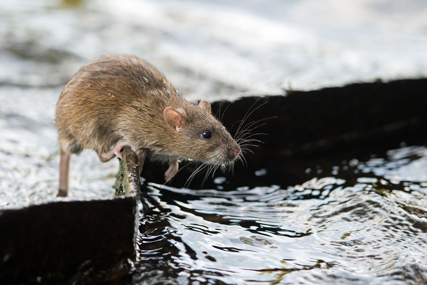 Ratte auf abendlicher Erkundungstour