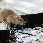 Ratte auf abendlicher Erkundungstour