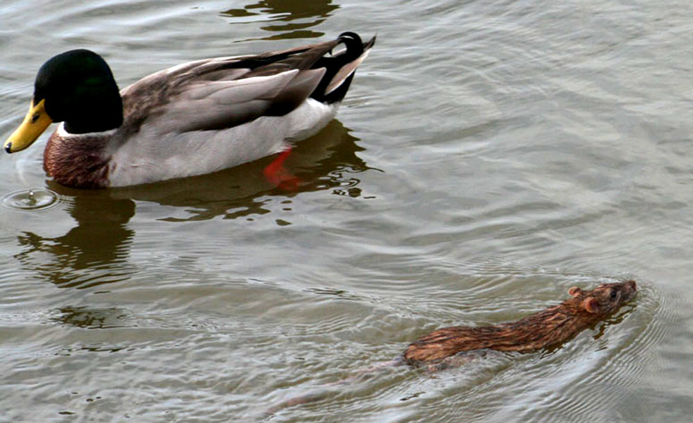 Ratte auf der Flucht!