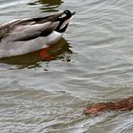 Ratte auf der Flucht!