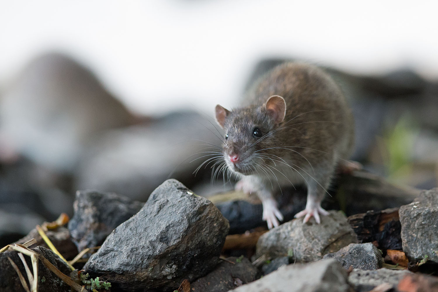 Ratte auf Erkundungstour