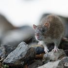 Ratte auf Erkundungstour