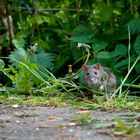 Ratte 