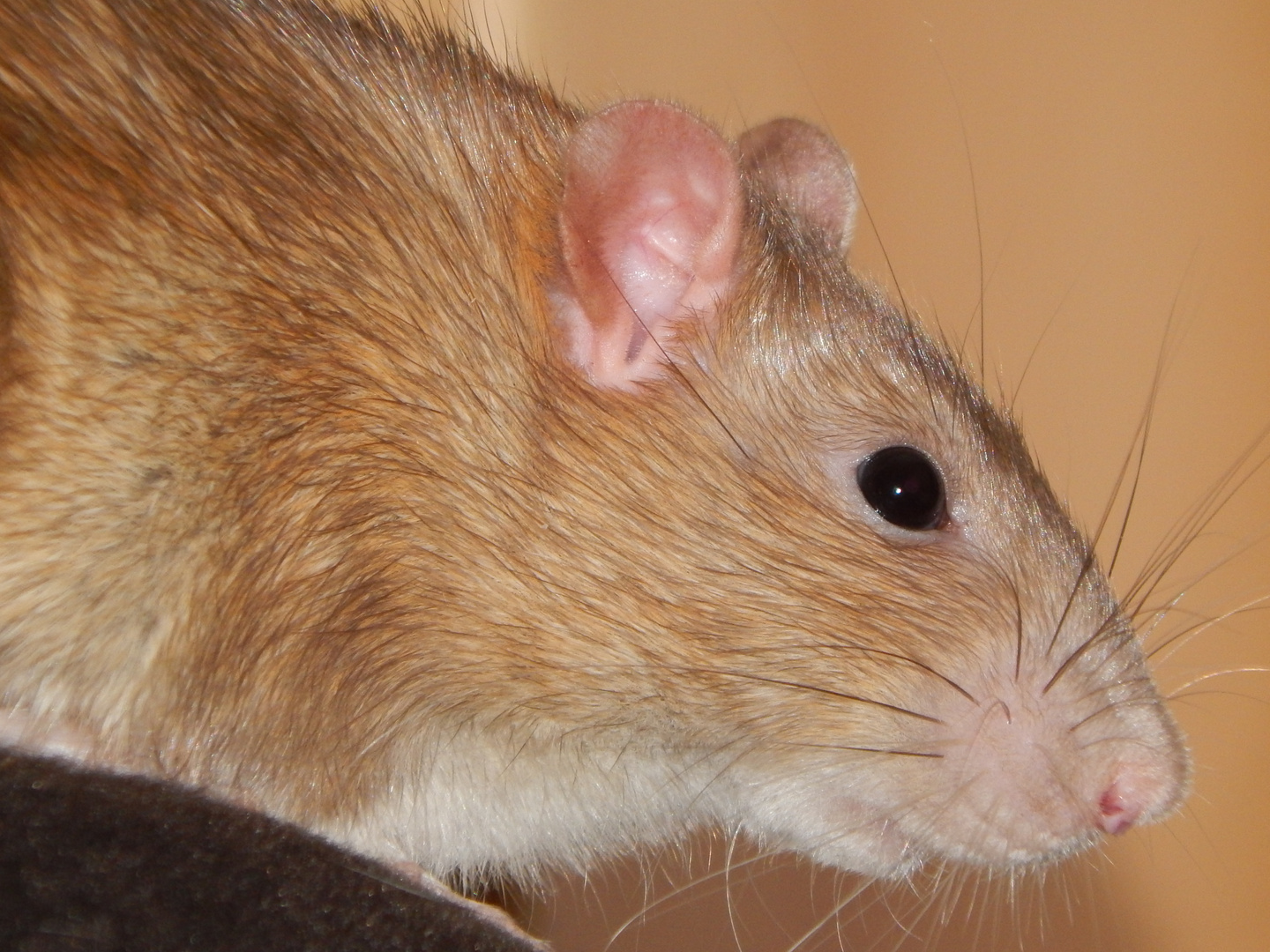 Ratte Emile