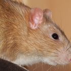 Ratte Emile