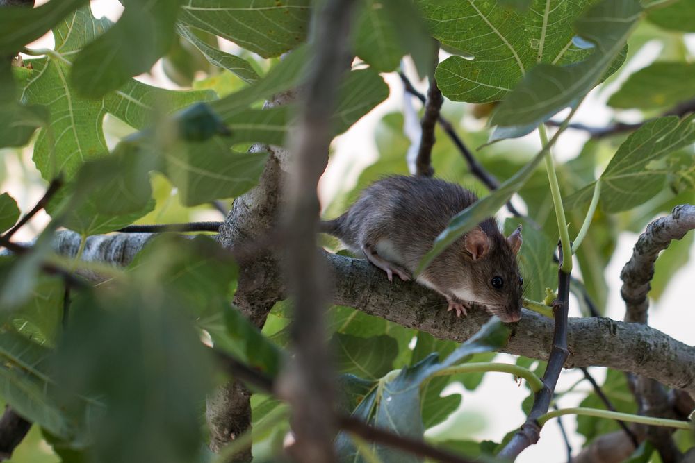 Ratte im Baum