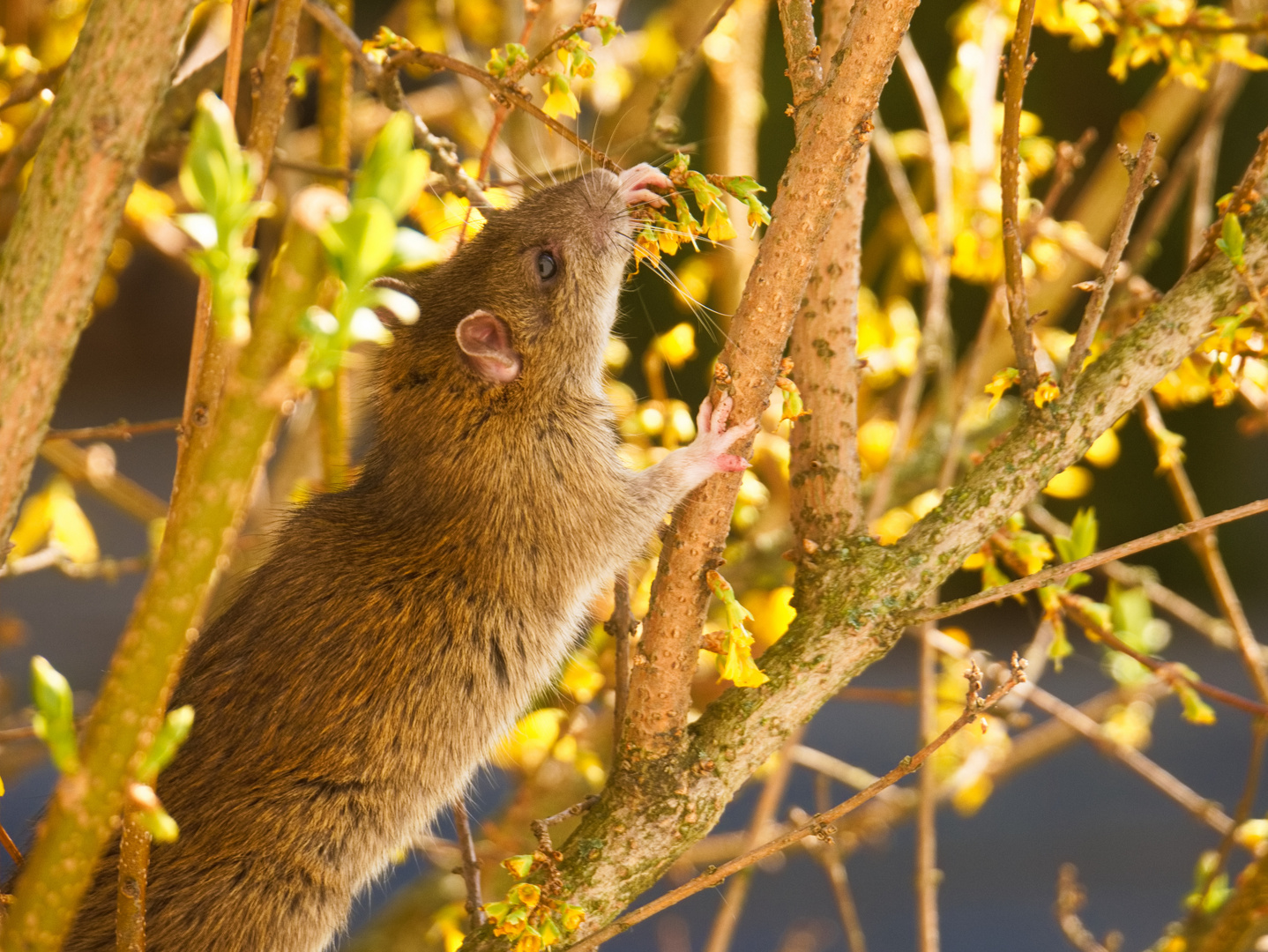 Ratte im Frühling