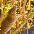 Ratte im Frühling