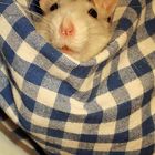 Ratte im Sack