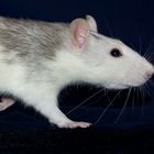 Ratte in Bewegung