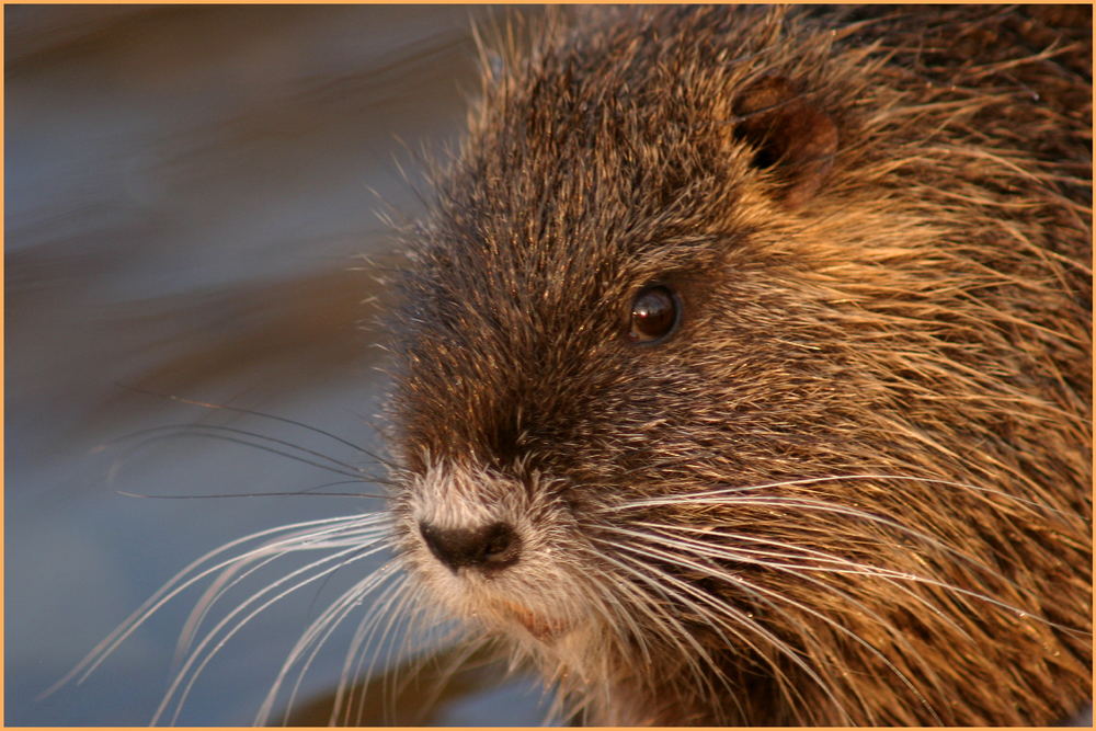 Ratte mit schönem Auge............