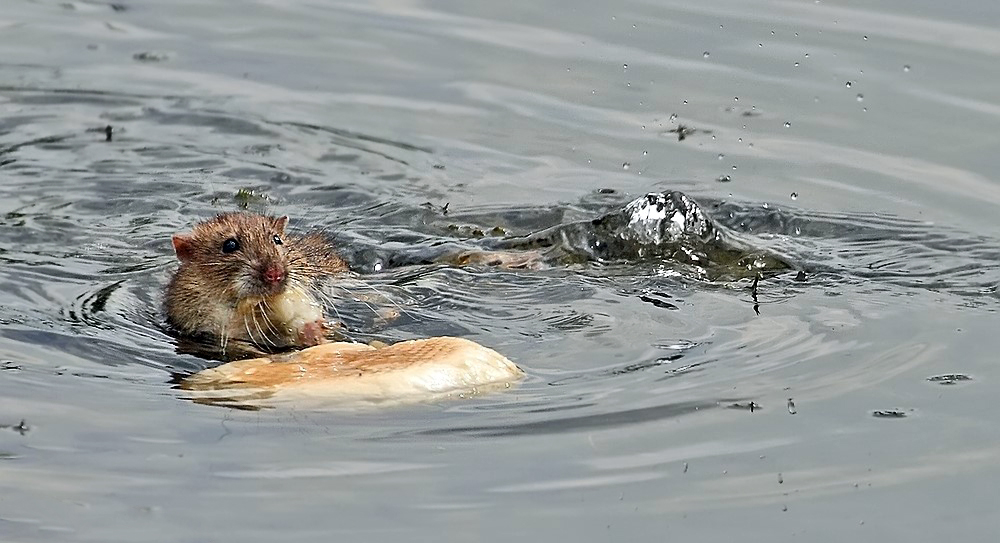 "Ratte oder große Maus oder gar Semmelnager"?