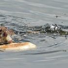 "Ratte oder große Maus oder gar Semmelnager"?