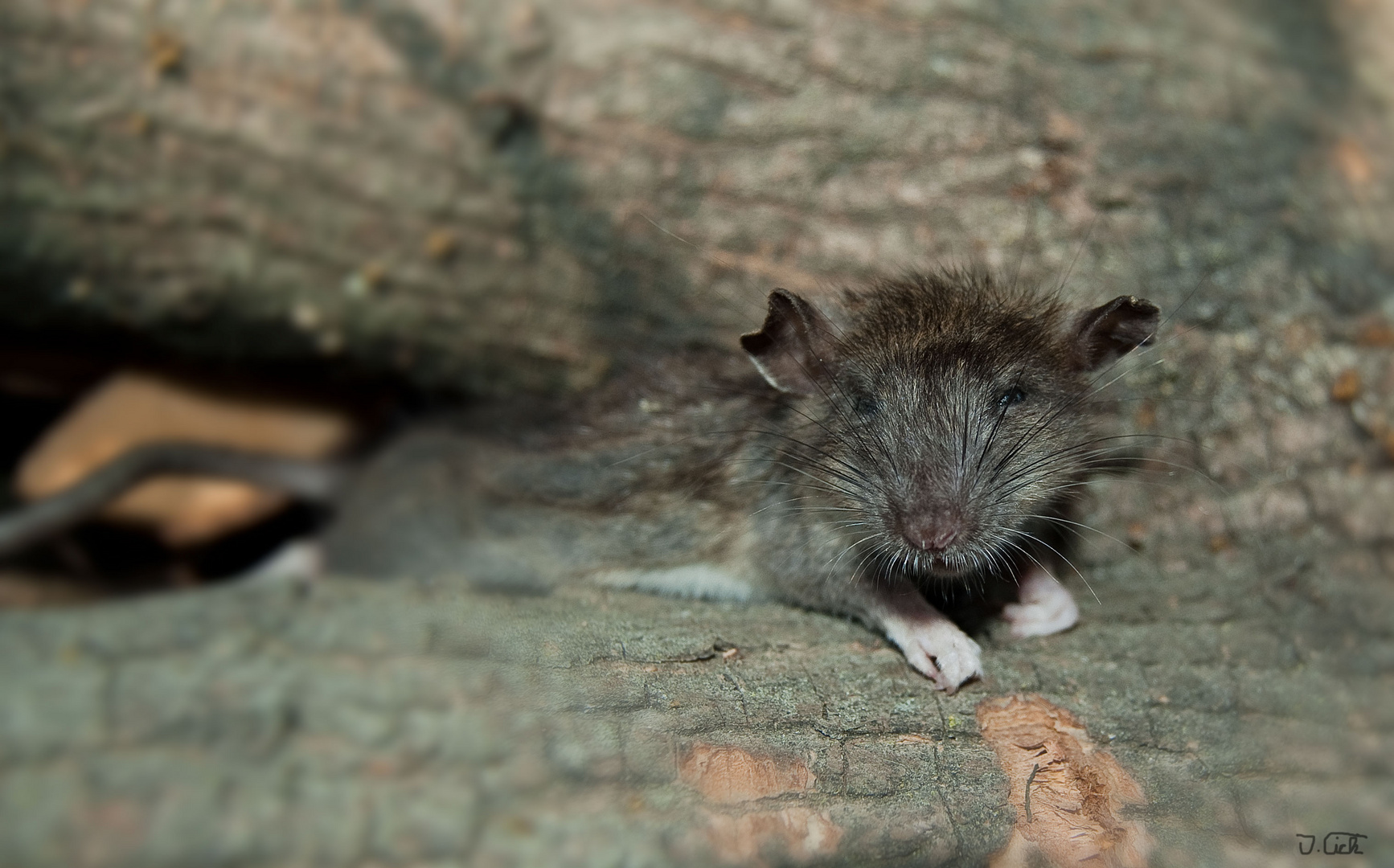 Ratte oder Maus