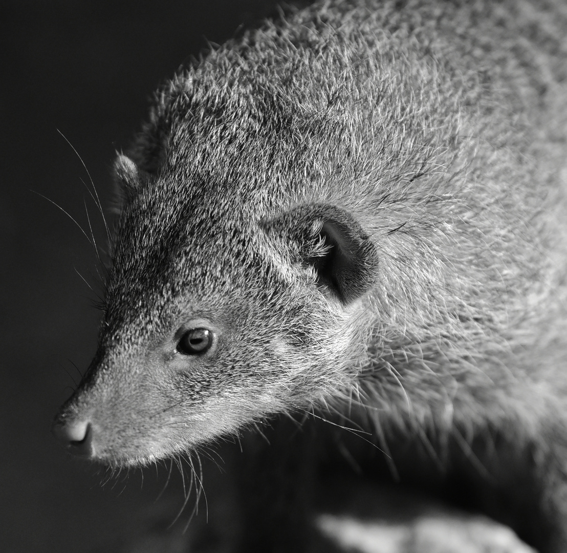 Ratte , oder mehr ?