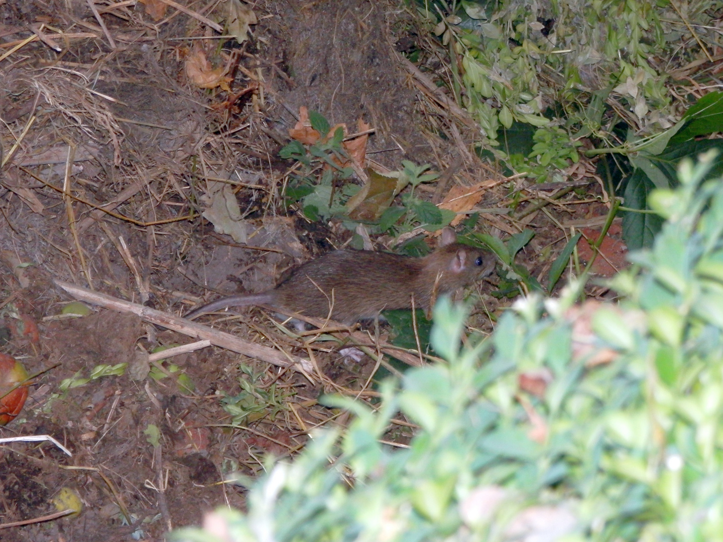 Ratte (Rattus sp.) - zum Glück nur draußen