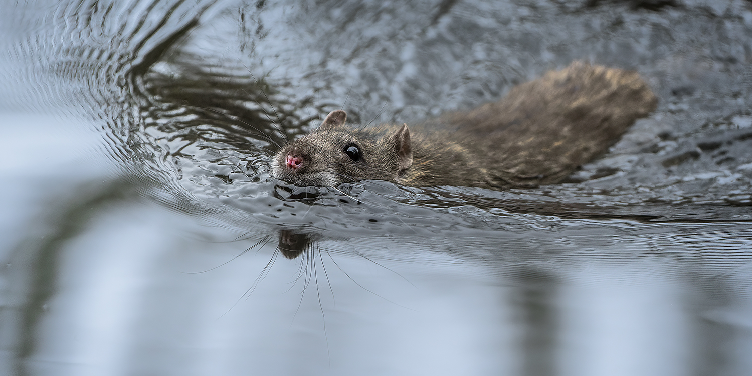 Ratte schwimmt durch einen Teich