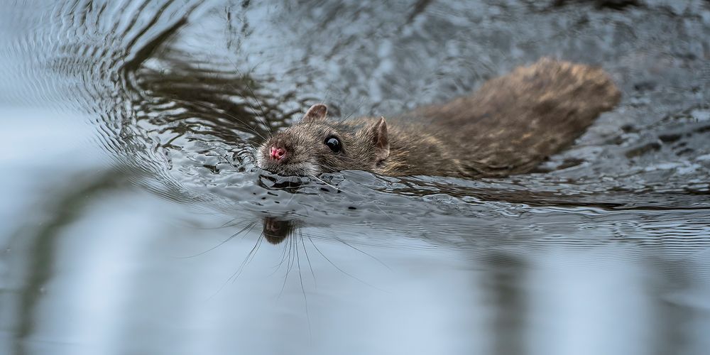 Ratte schwimmt durch einen Teich Foto & Bild tiere, wildlife