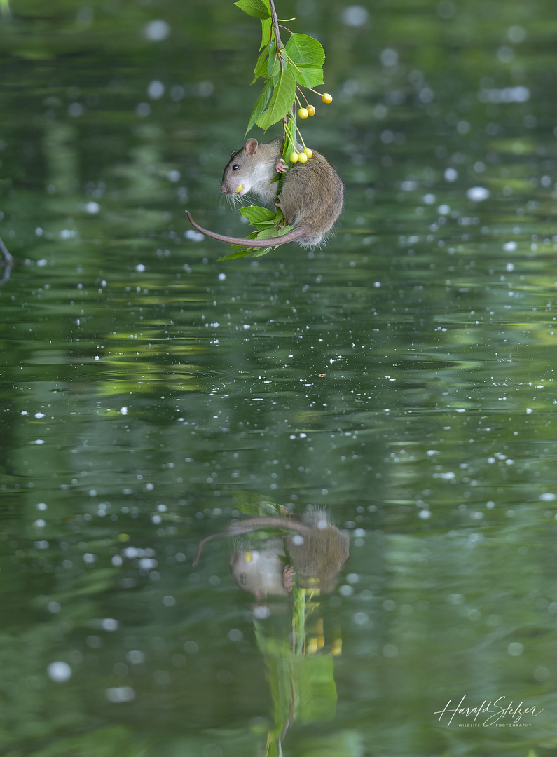 Ratte über dem Wasser 