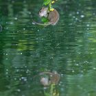 Ratte über dem Wasser 