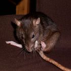 ratte2