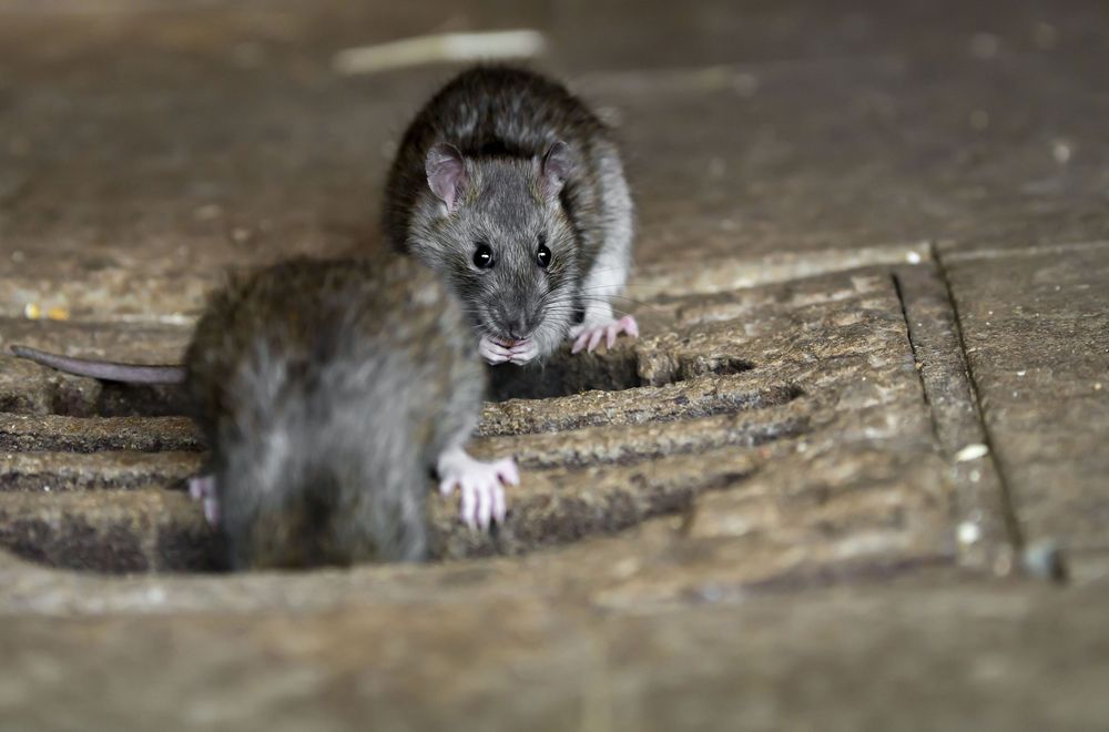 Ratten Foto & Bild tiere, wildlife, säugetiere Bilder auf