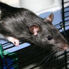 Ratten 1