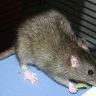 Ratten 2