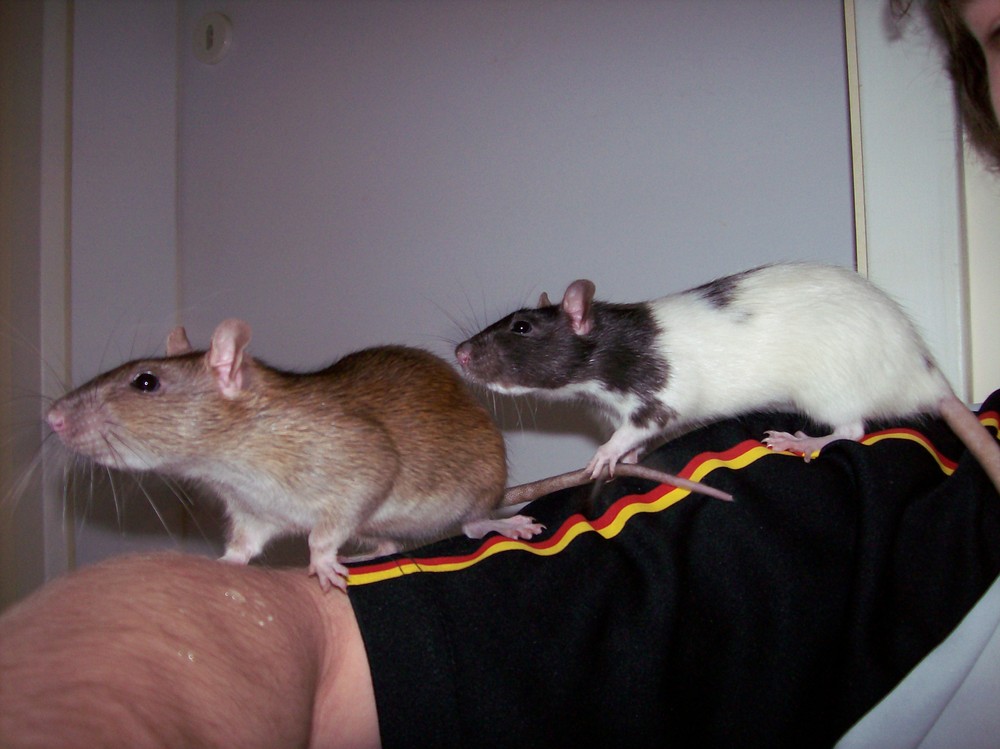 Ratten entdecken die Welt