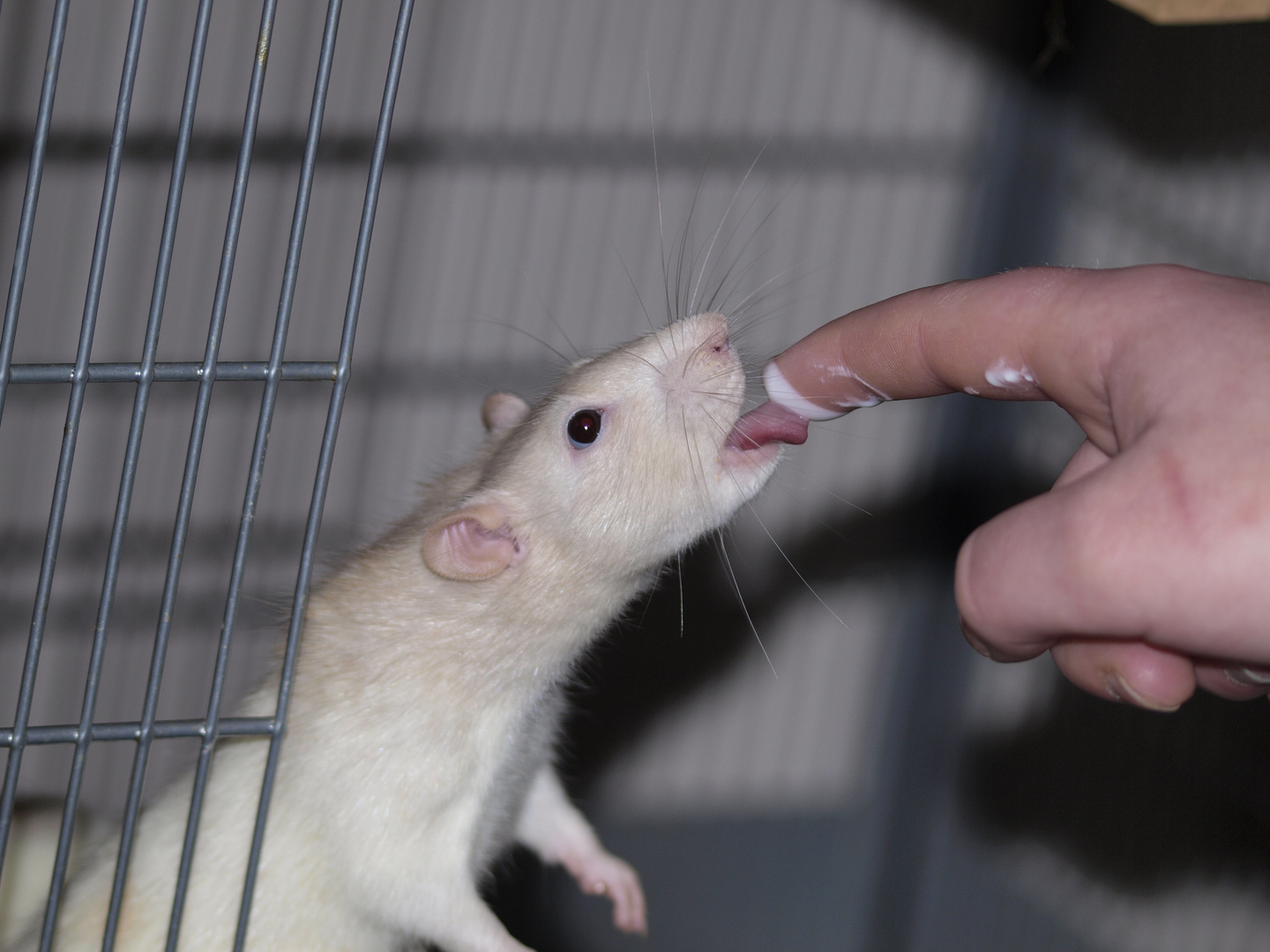 Ratten hunger