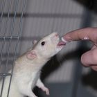 Ratten hunger