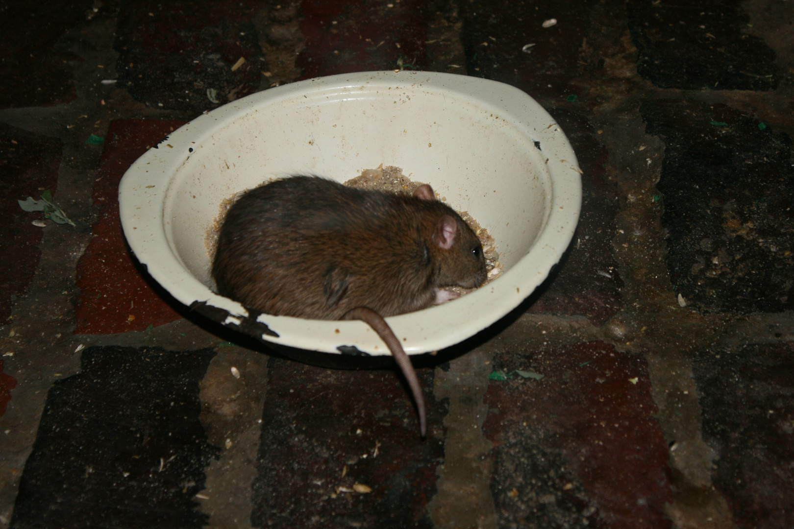 Ratten Im Haus Foto Bild Tiere Zoo Wildpark Falknerei