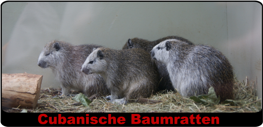 Ratten können auch schöne Tiere sein