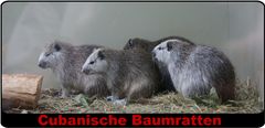 Ratten können auch schöne Tiere sein