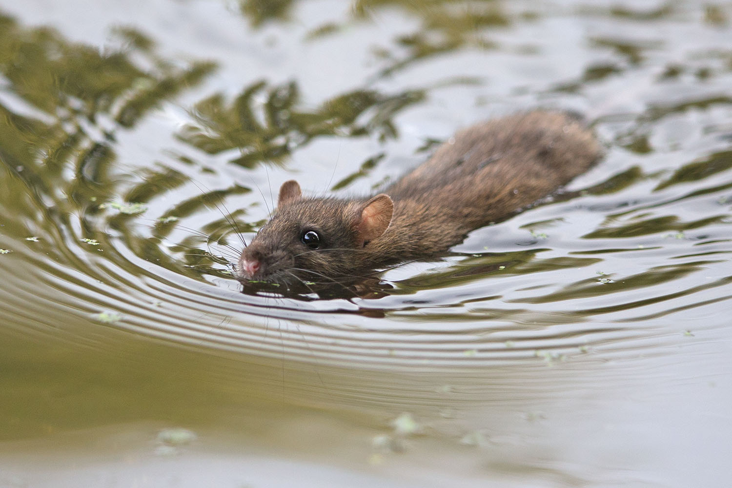 Ratten sind ausgezeichnete Schwimmer