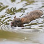 Ratten sind ausgezeichnete Schwimmer