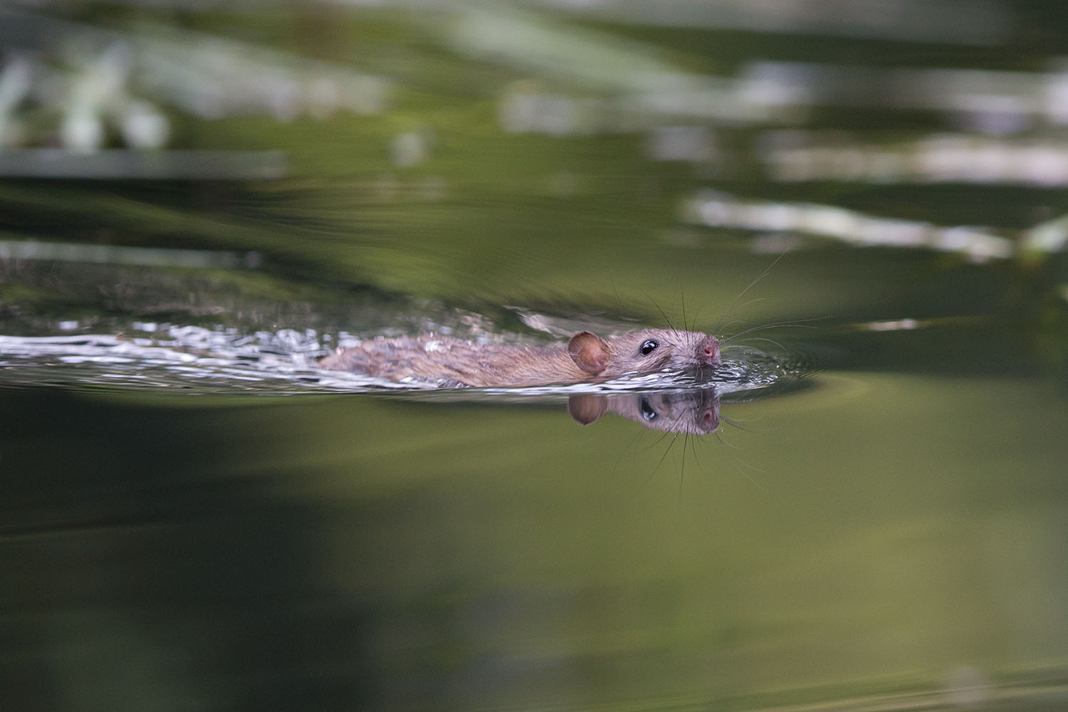 Ratten sind gute Schwimmer