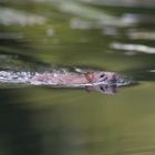 Ratten sind gute Schwimmer