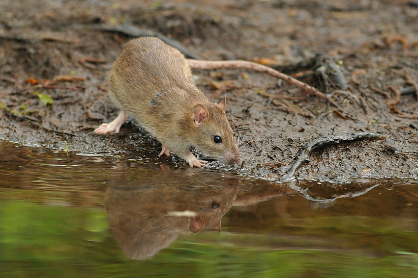 Ratten-Spiegel