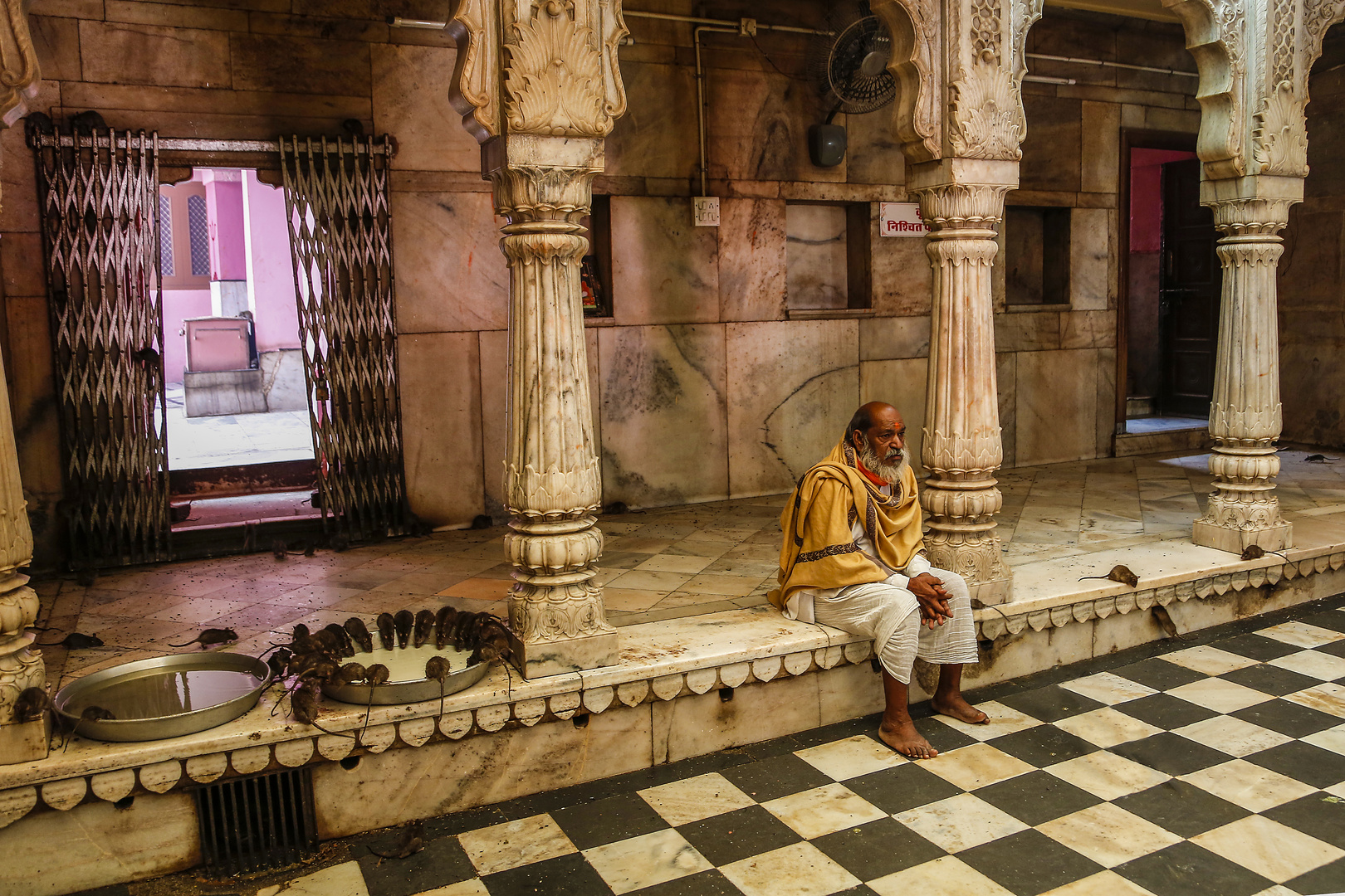 Rattentempel "Karni Mata" in Rajasthan