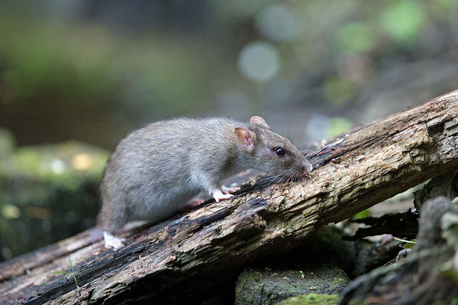 Rattenweibchen kurz vor der Geburt seiner Jungen